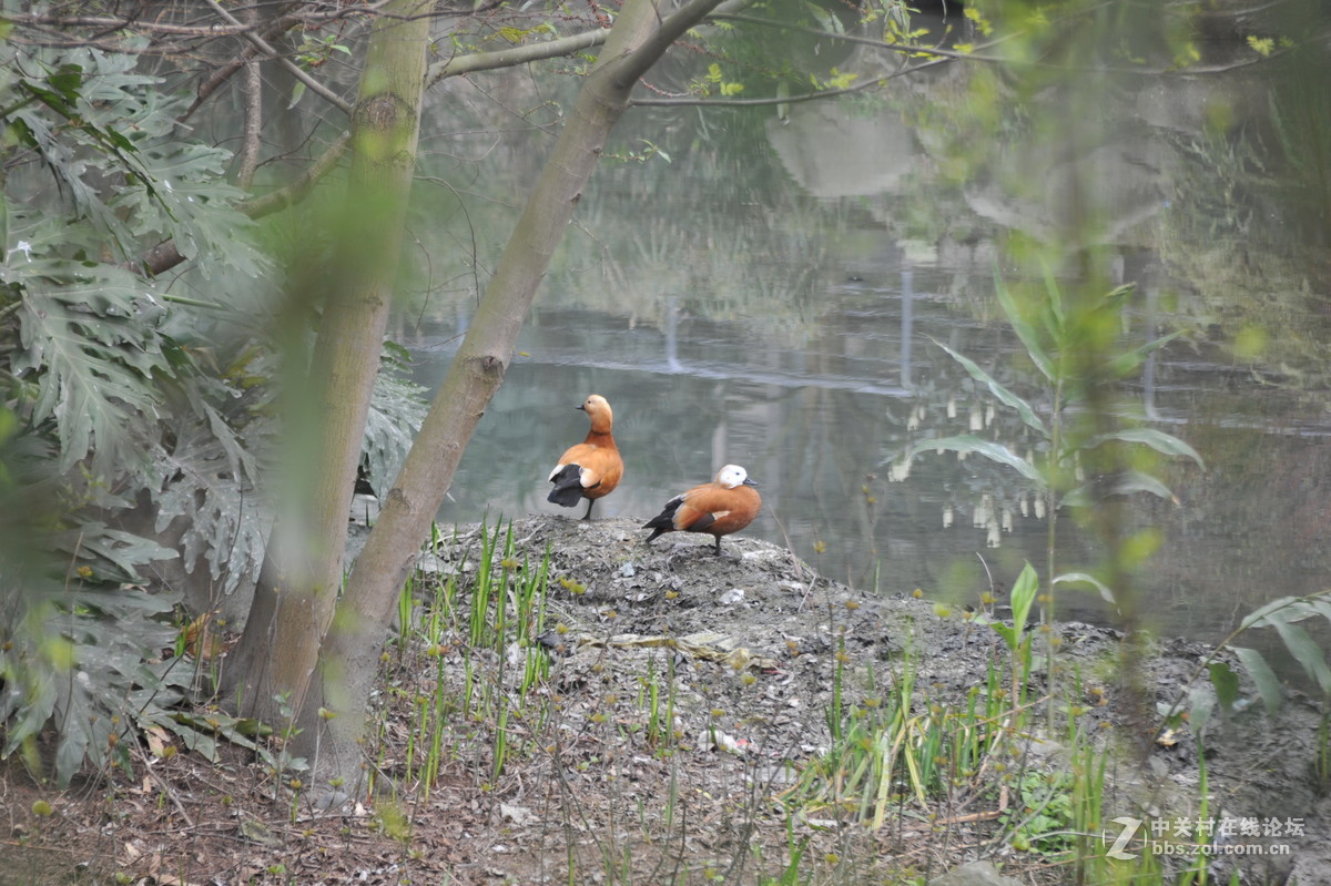 家附近打鸟，可惜白鹭飞走了