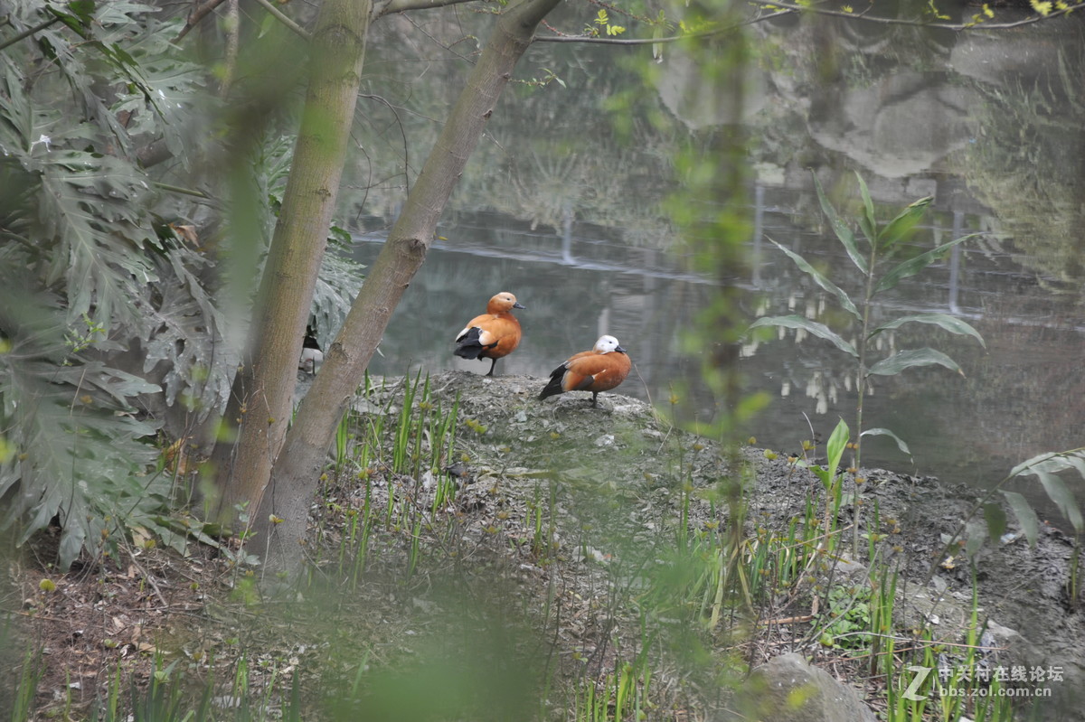 家附近打鸟，可惜白鹭飞走了