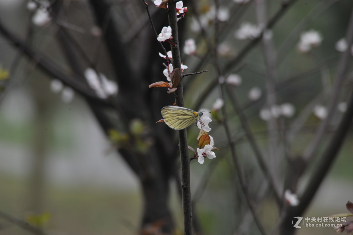 家附近打鸟，可惜白鹭飞走了