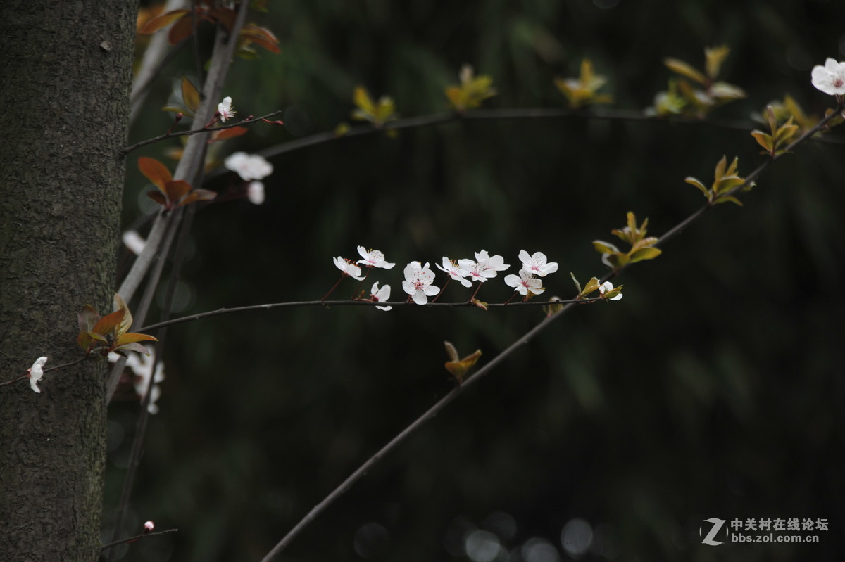 家附近打鸟，可惜白鹭飞走了