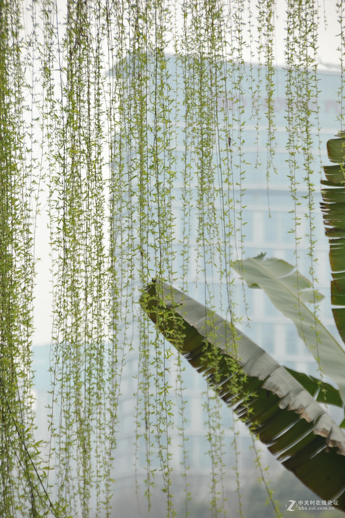 家附近打鸟，可惜白鹭飞走了