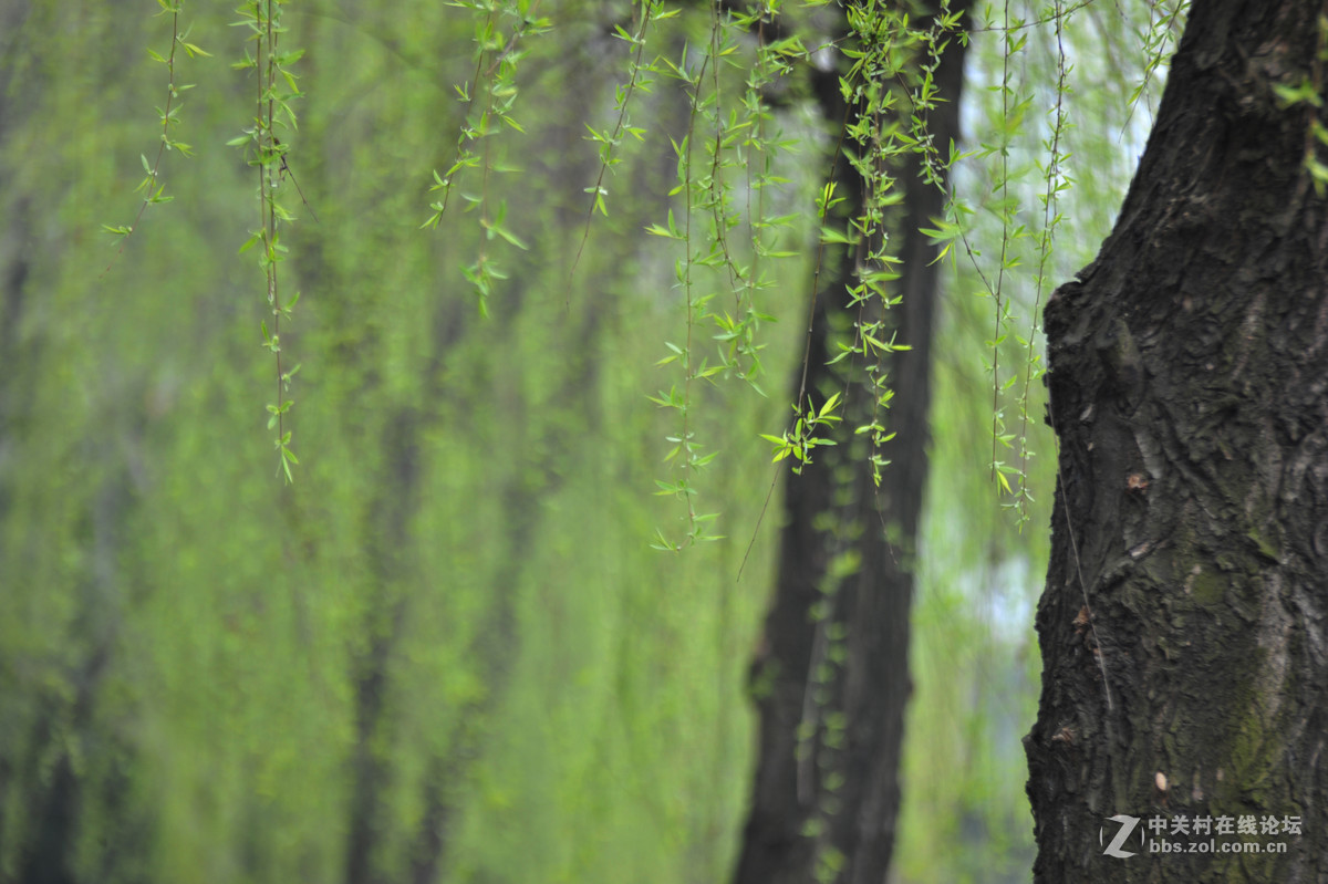 家附近打鸟，可惜白鹭飞走了