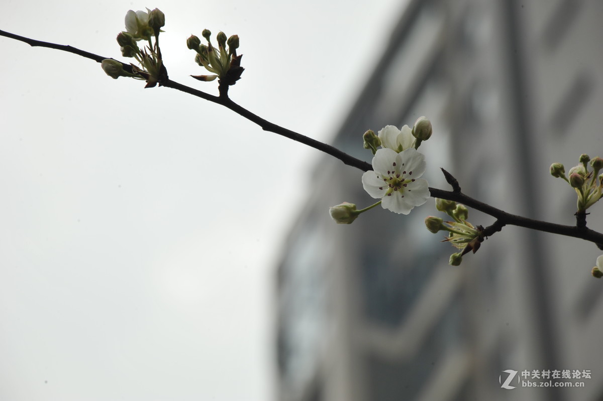 家附近打鸟，可惜白鹭飞走了