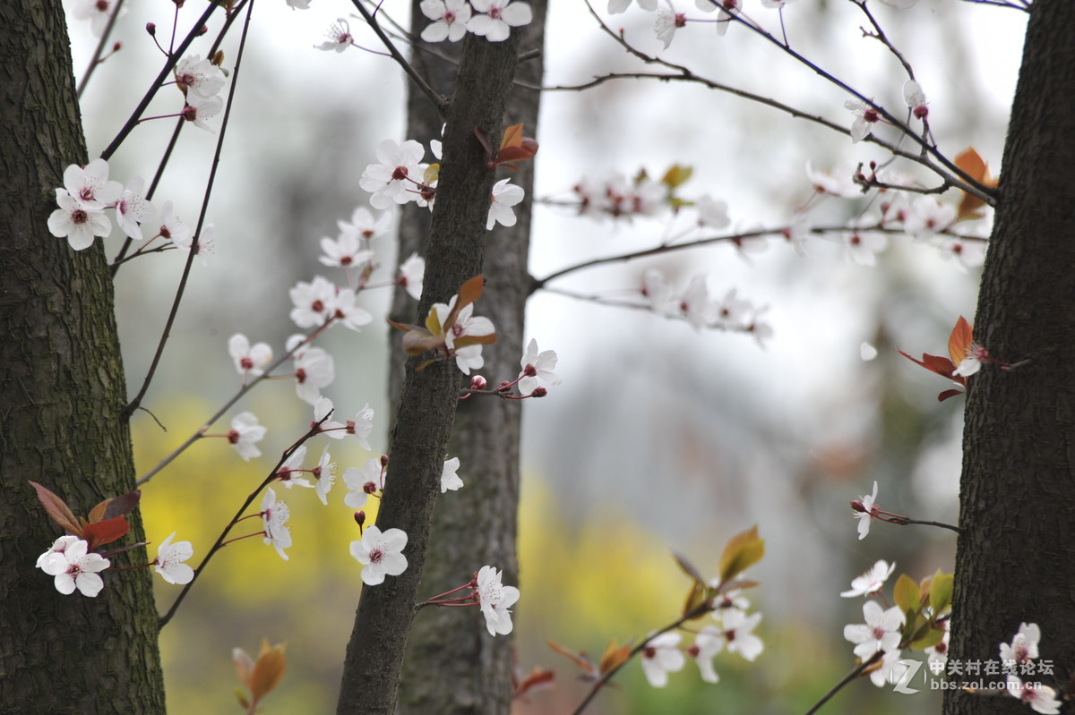 家附近打鸟，可惜白鹭飞走了