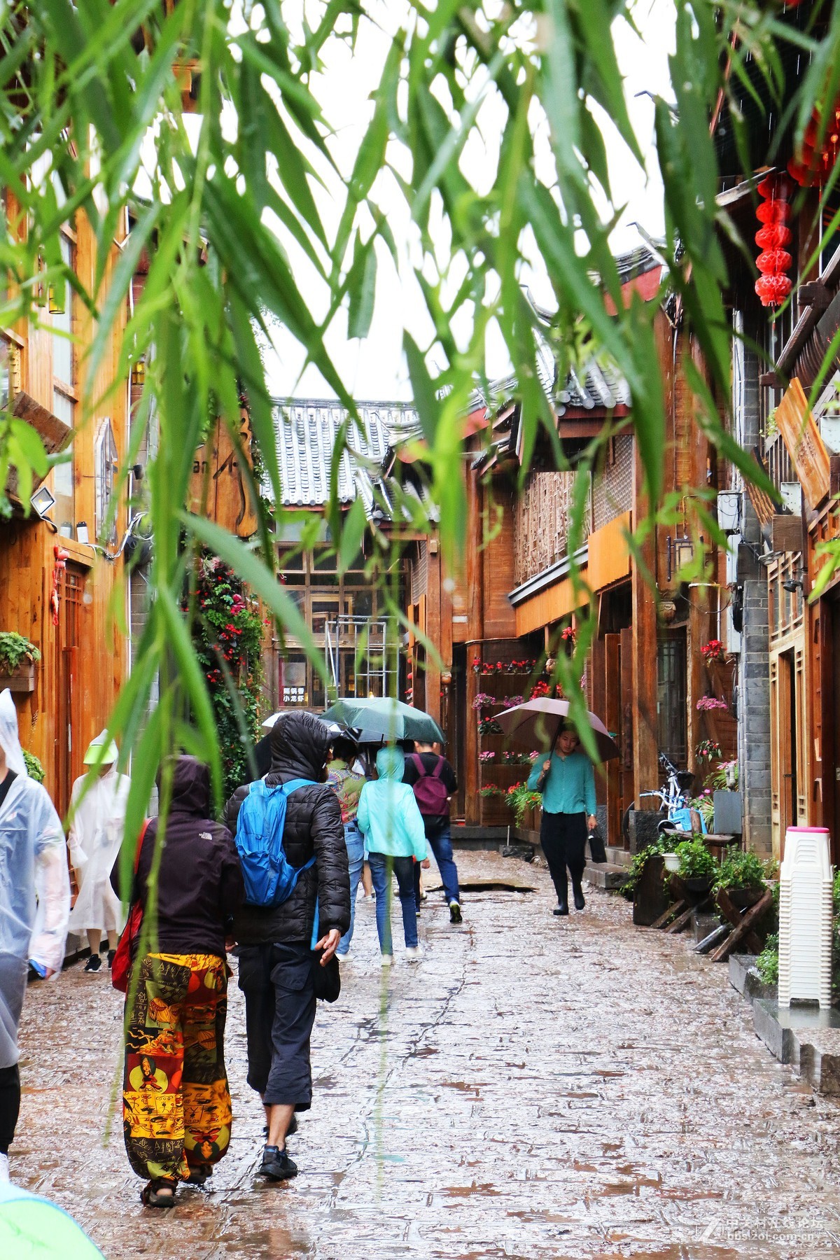 20170811雨天的丽江古城拉市海别有一番新意