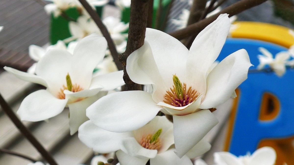 小五拍摄上海市花白玉兰