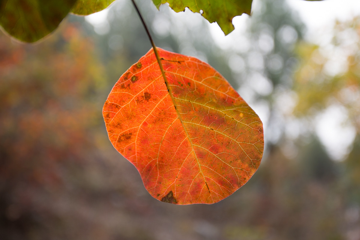 又到漫山红叶时