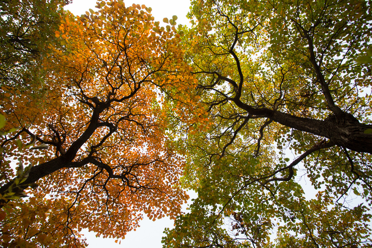 又到漫山红叶时