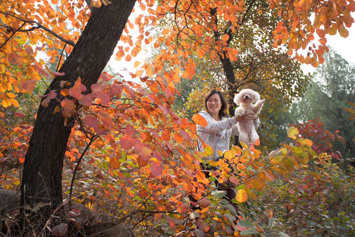 又到漫山红叶时