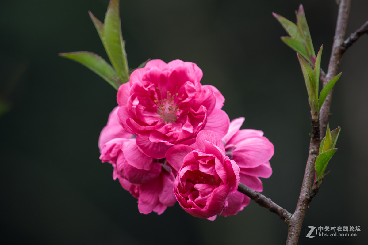 春天裡桃花豔