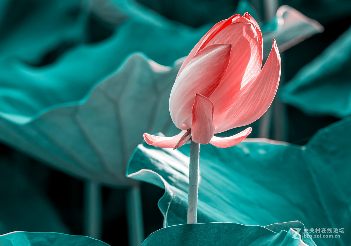 长春雕塑公园的荷花&黑天鹅