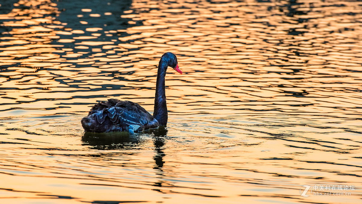 长春雕塑公园的荷花&黑天鹅