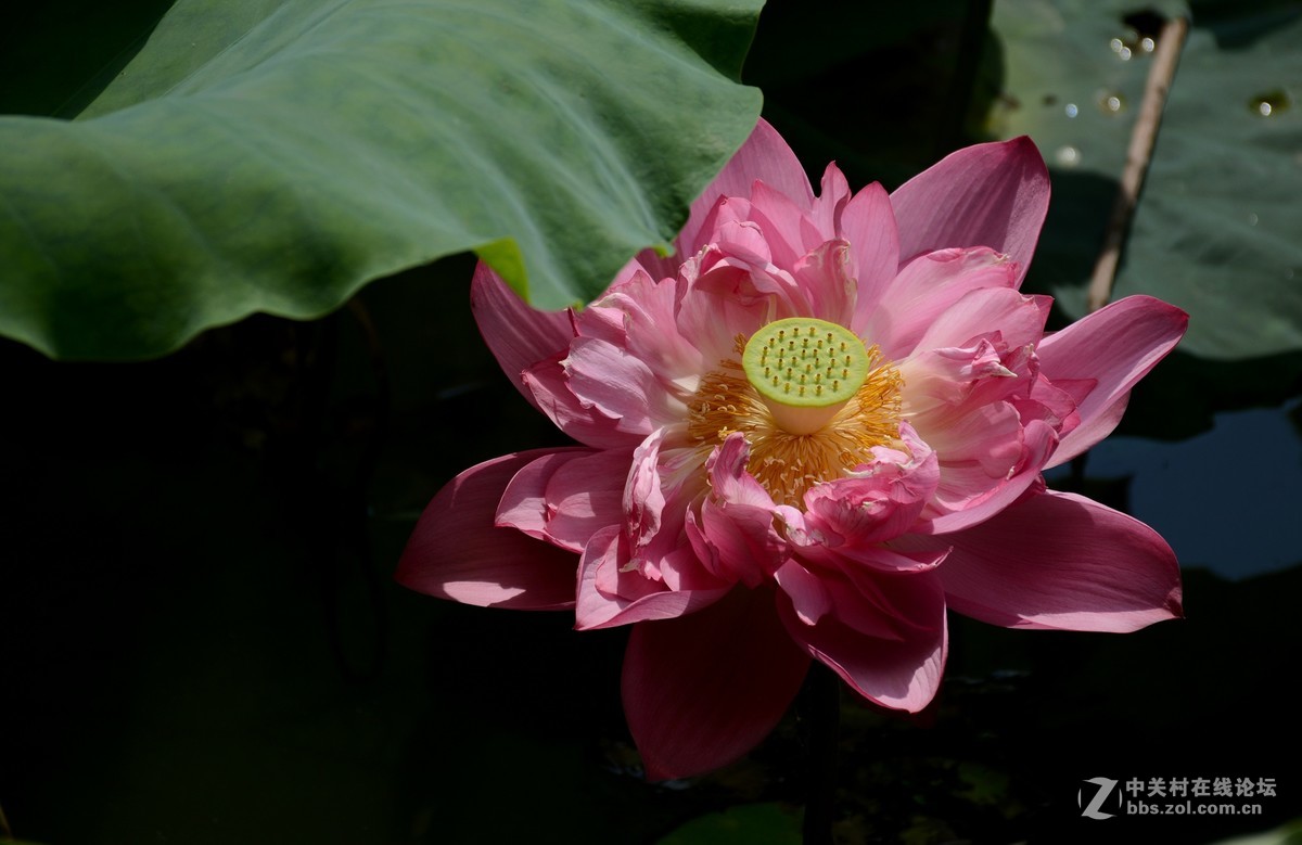 浮香绕曲岸，圆影覆华池