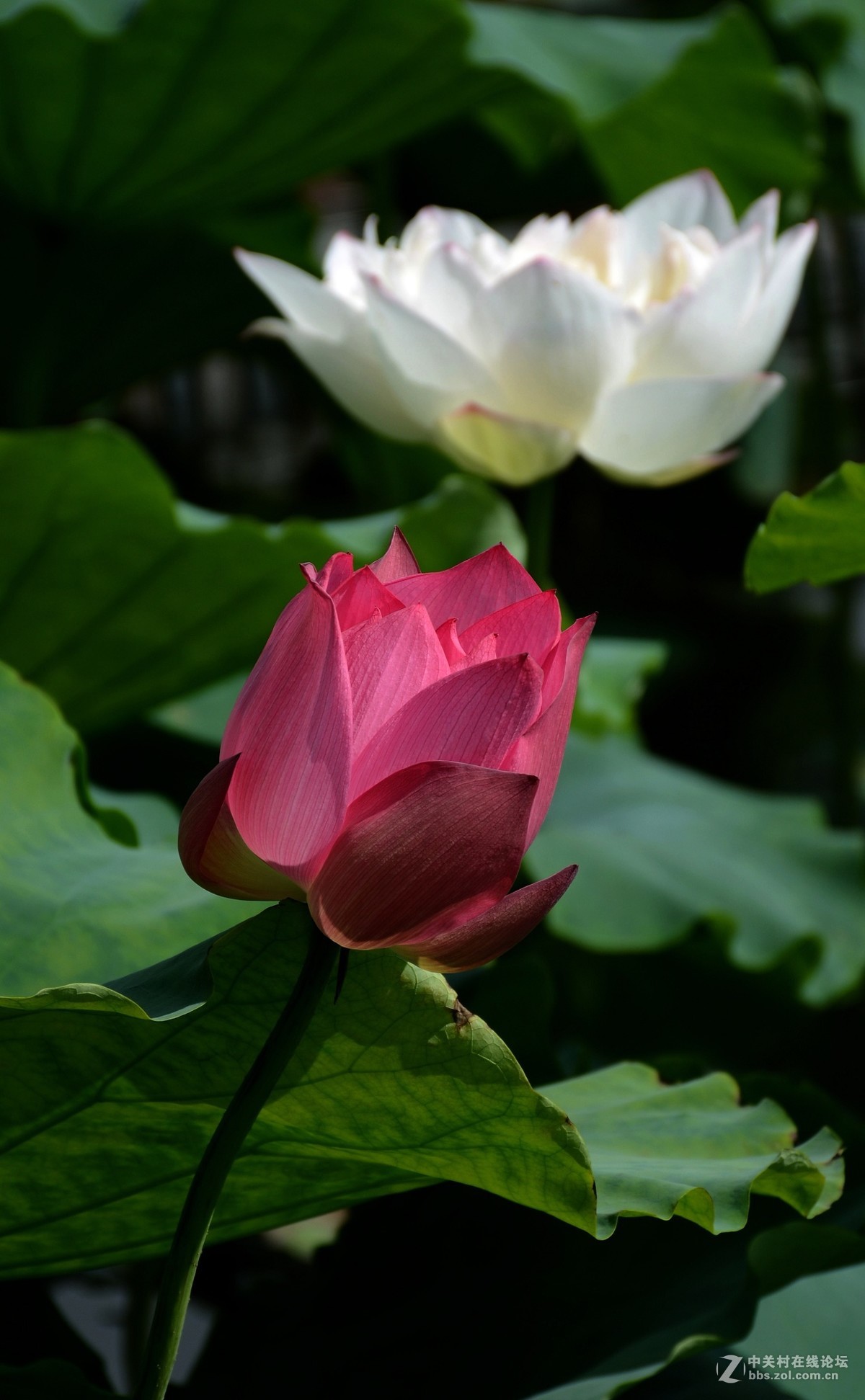 浮香绕曲岸，圆影覆华池