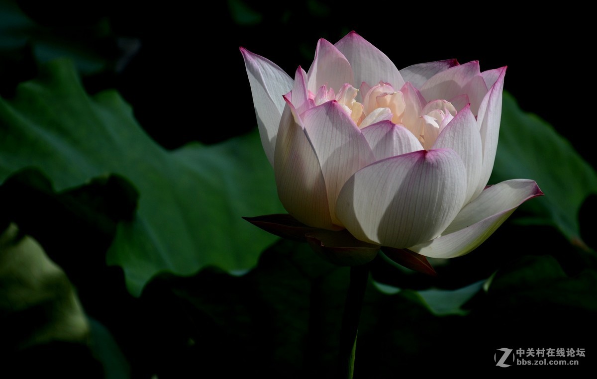 浮香绕曲岸，圆影覆华池