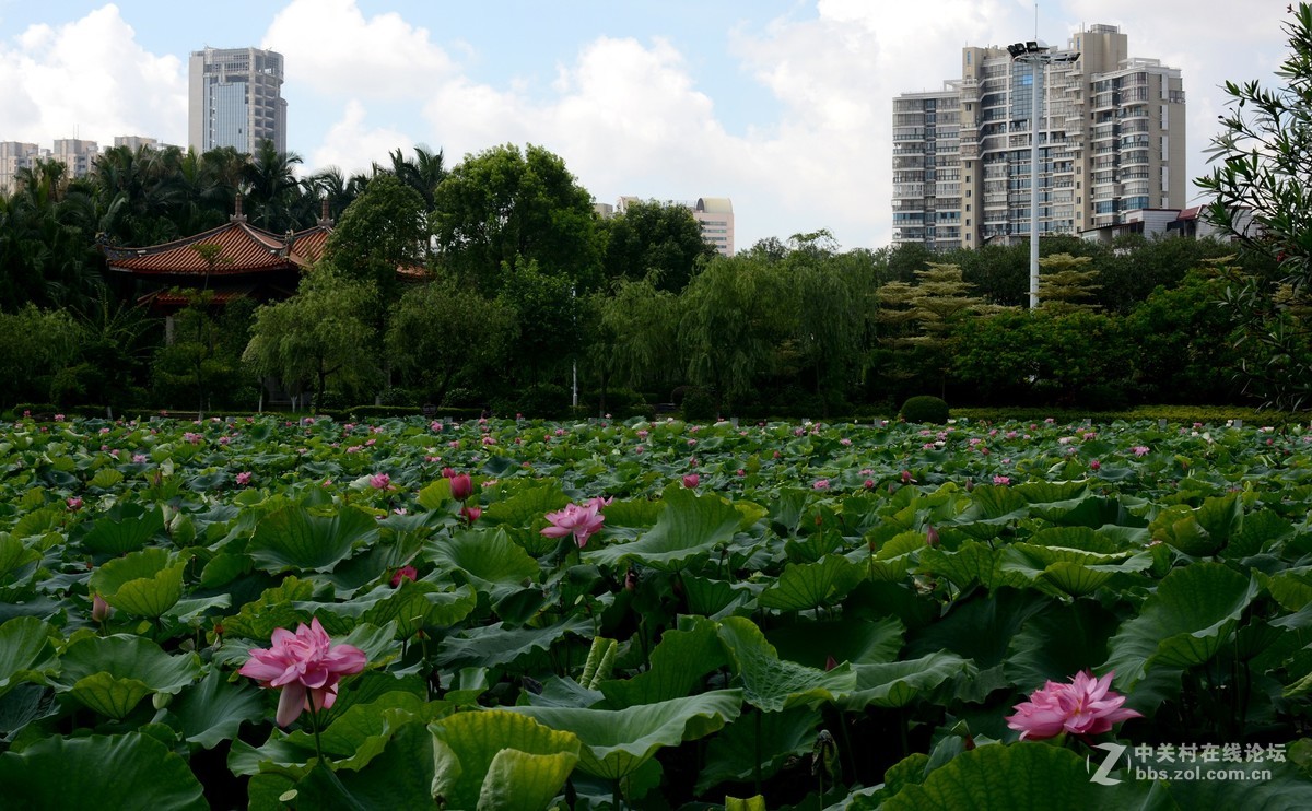 浮香绕曲岸，圆影覆华池