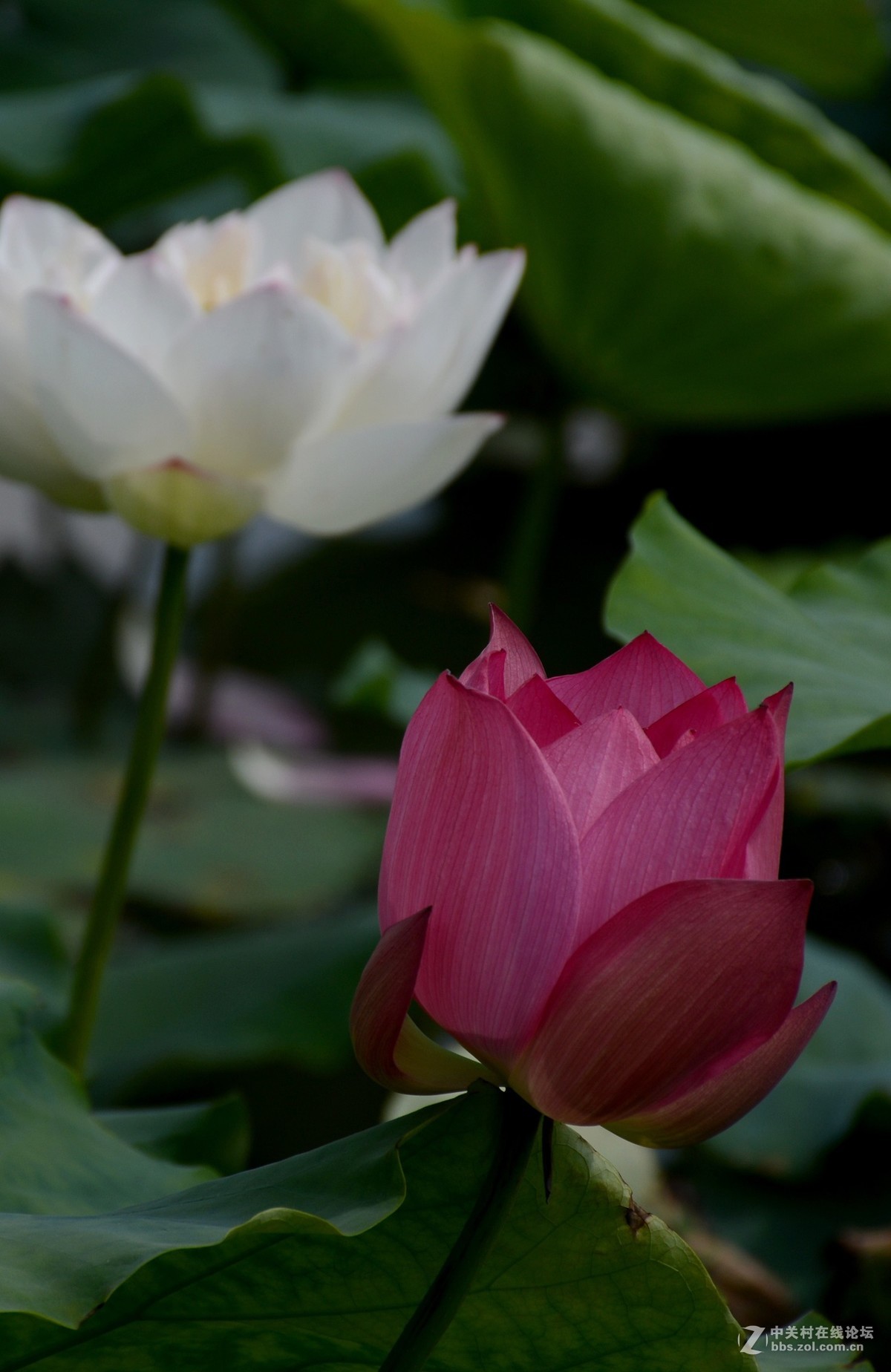 浮香绕曲岸，圆影覆华池