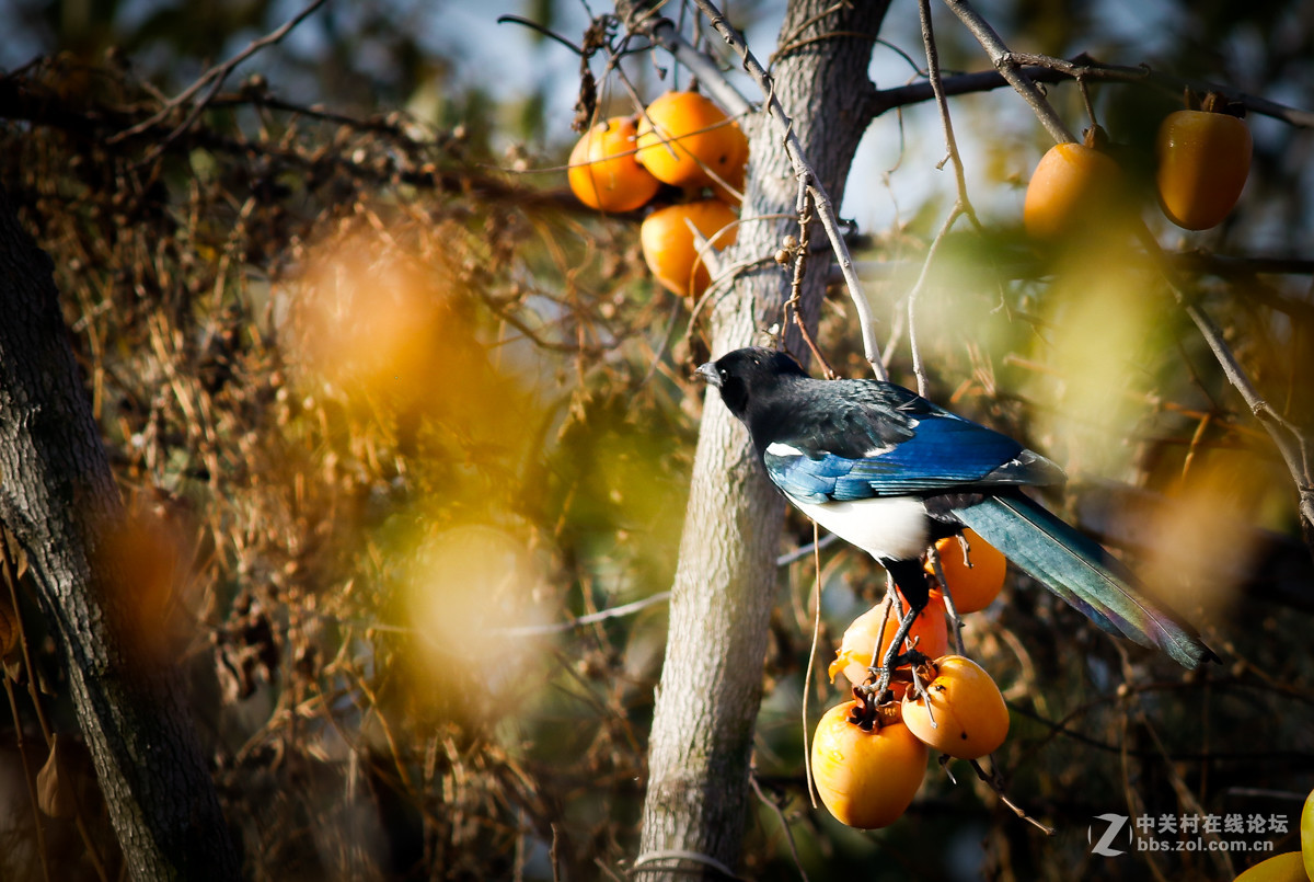 喜鹊的美食柿子