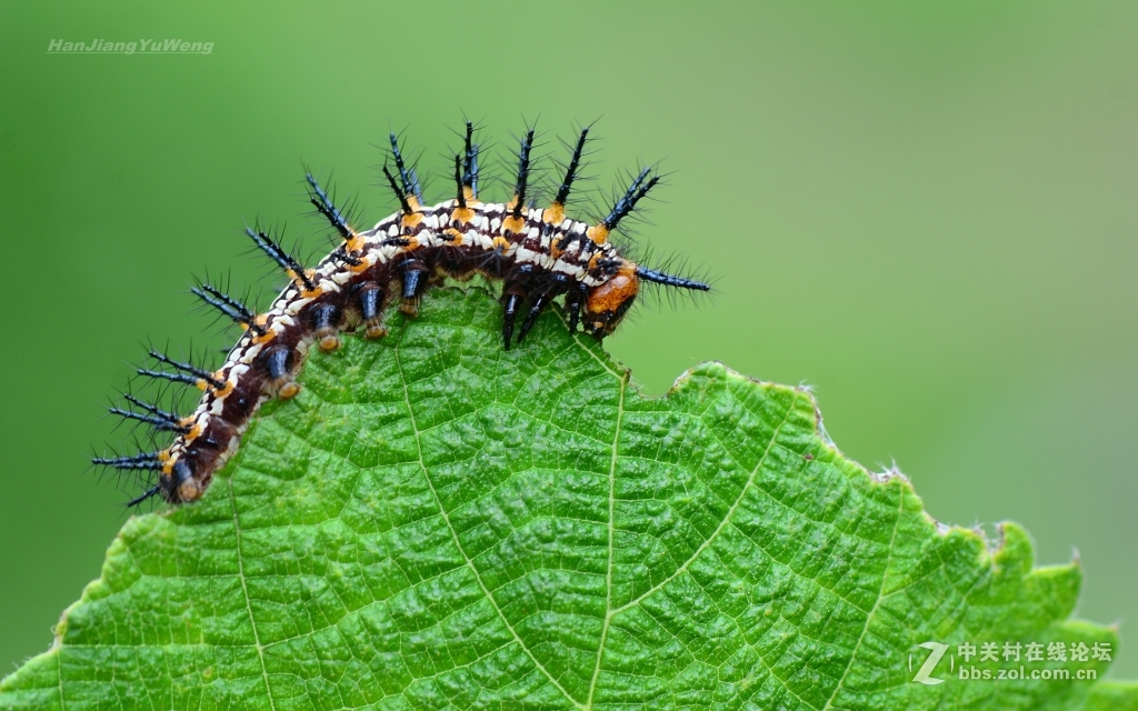 苎麻珍蝶幼虫