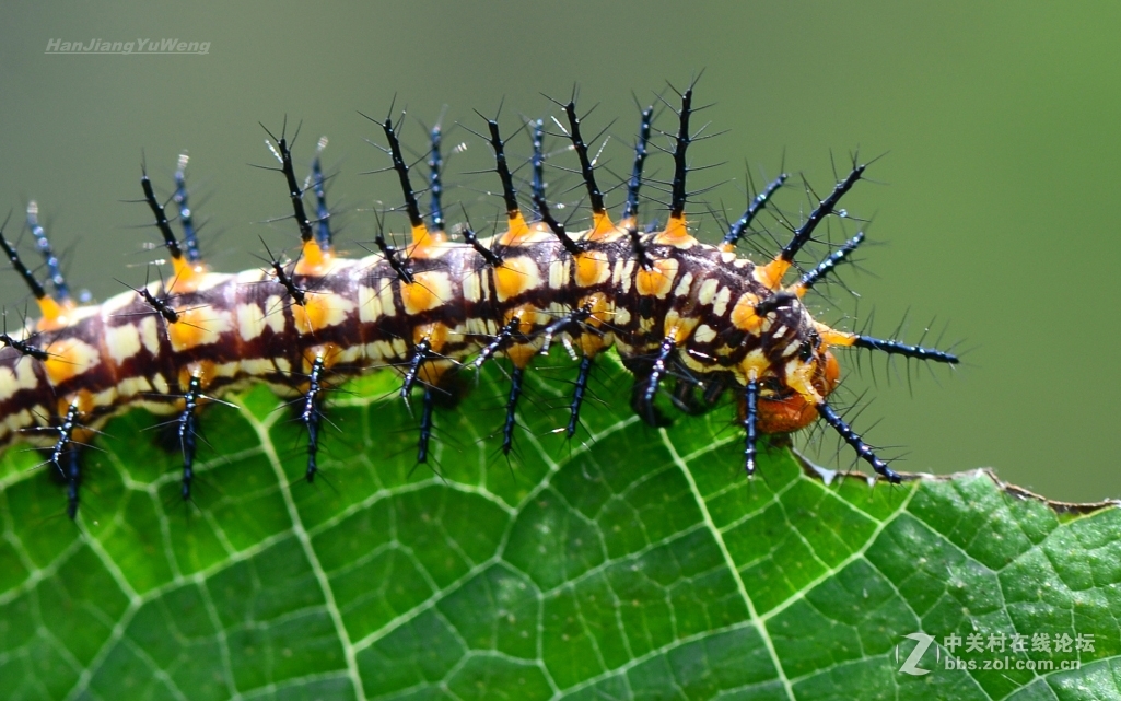 苎麻珍蝶幼虫