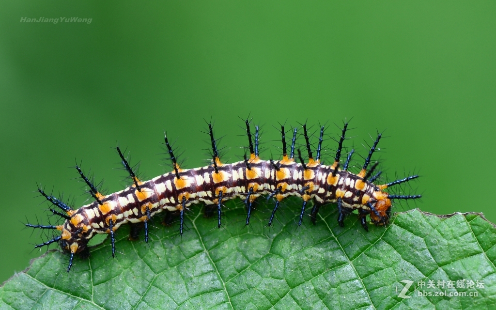 苎麻珍蝶幼虫
