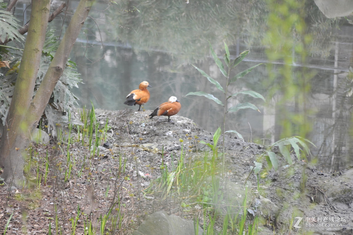 家附近打鸟，可惜白鹭飞走了