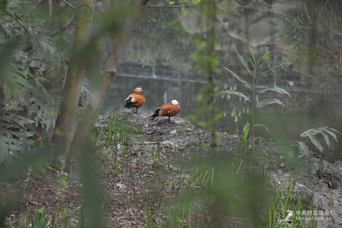 家附近打鸟，可惜白鹭飞走了