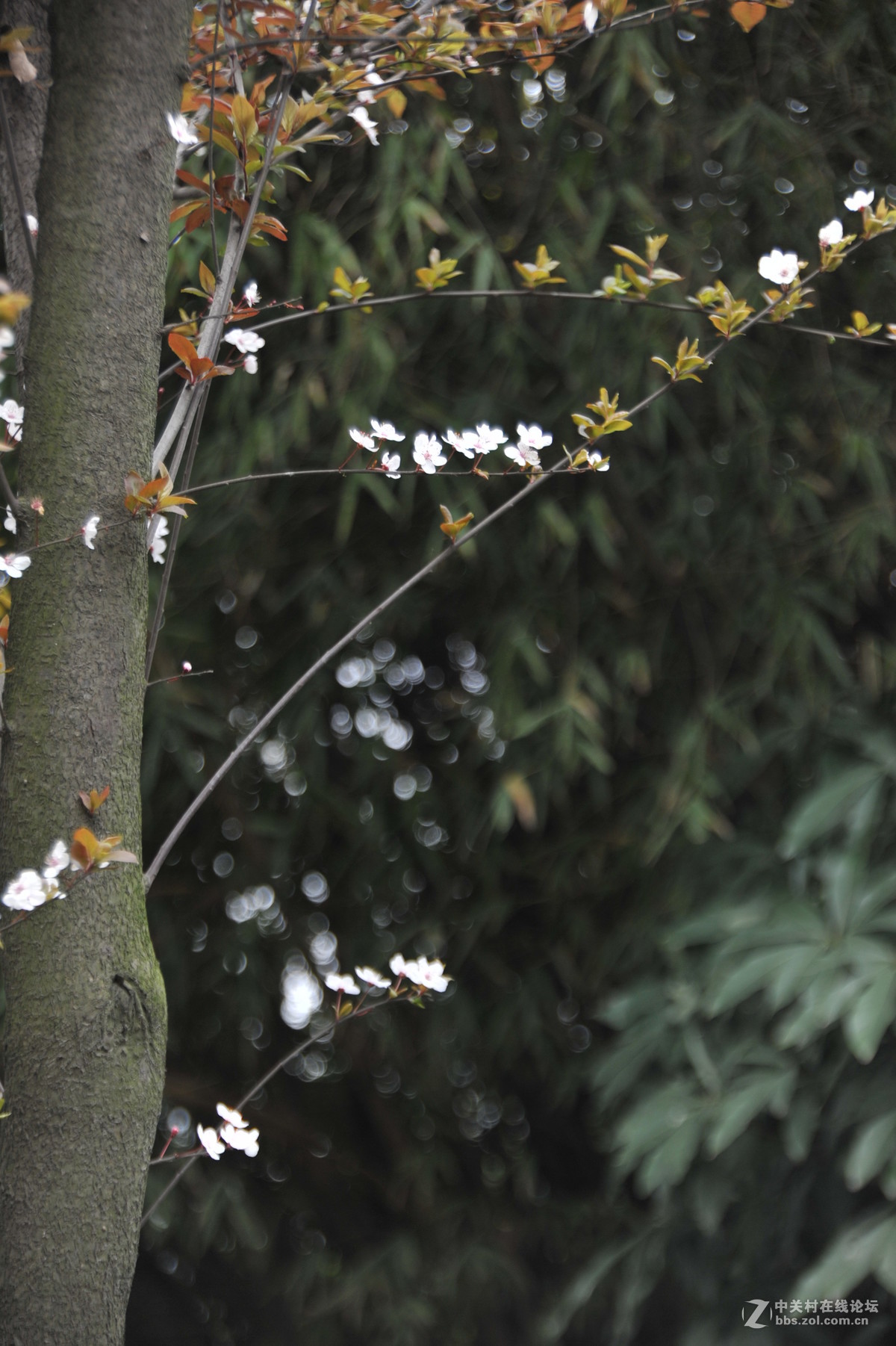 家附近打鸟，可惜白鹭飞走了