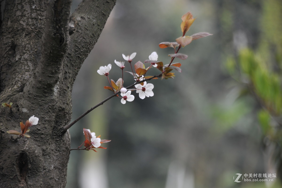 家附近打鸟，可惜白鹭飞走了