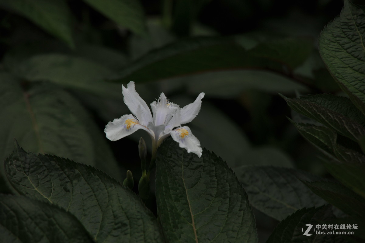 家附近打鸟，可惜白鹭飞走了