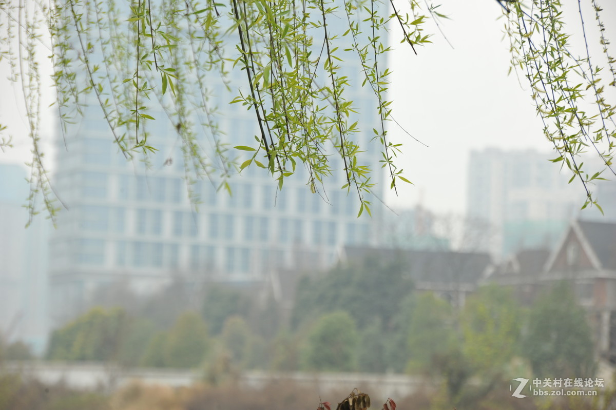 家附近打鸟，可惜白鹭飞走了