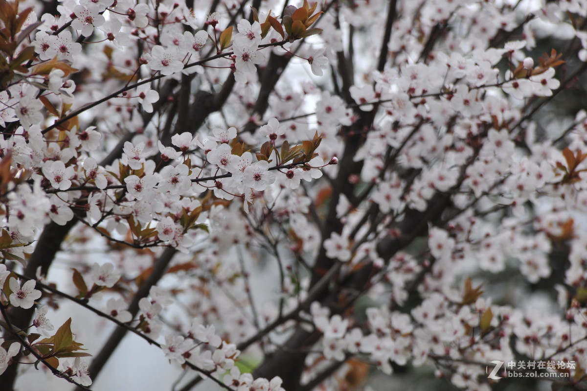 家附近打鸟，可惜白鹭飞走了
