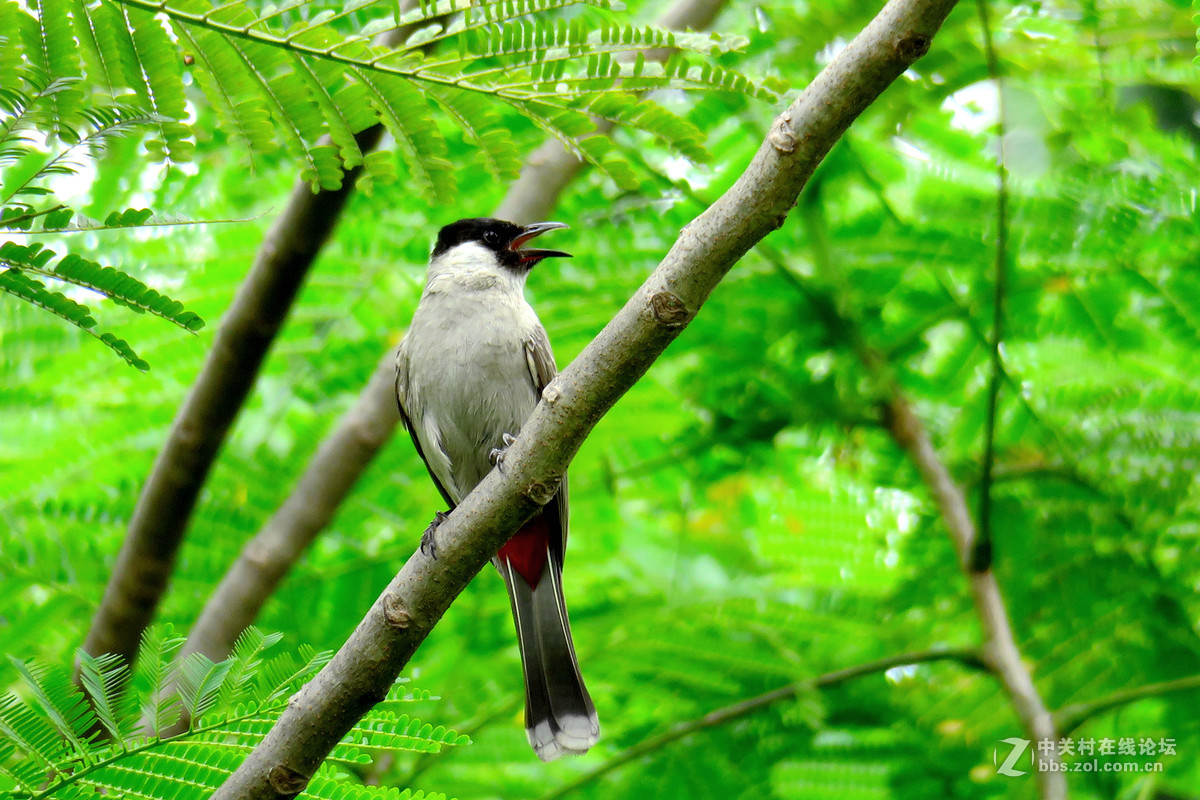 树上小鸟嗄嗄叫