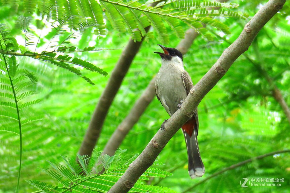 树上小鸟嗄嗄叫