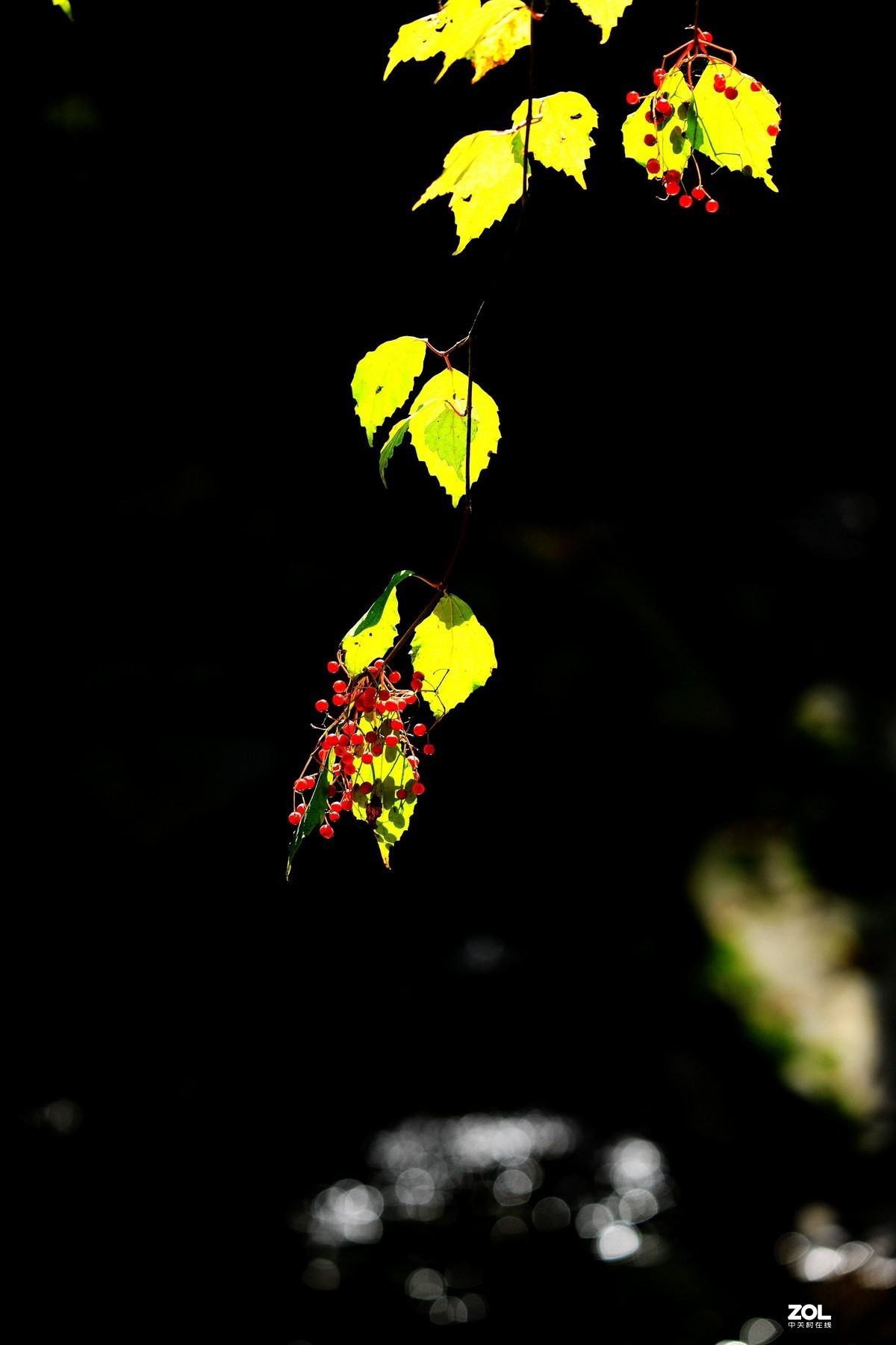 秋拍千层河《4》