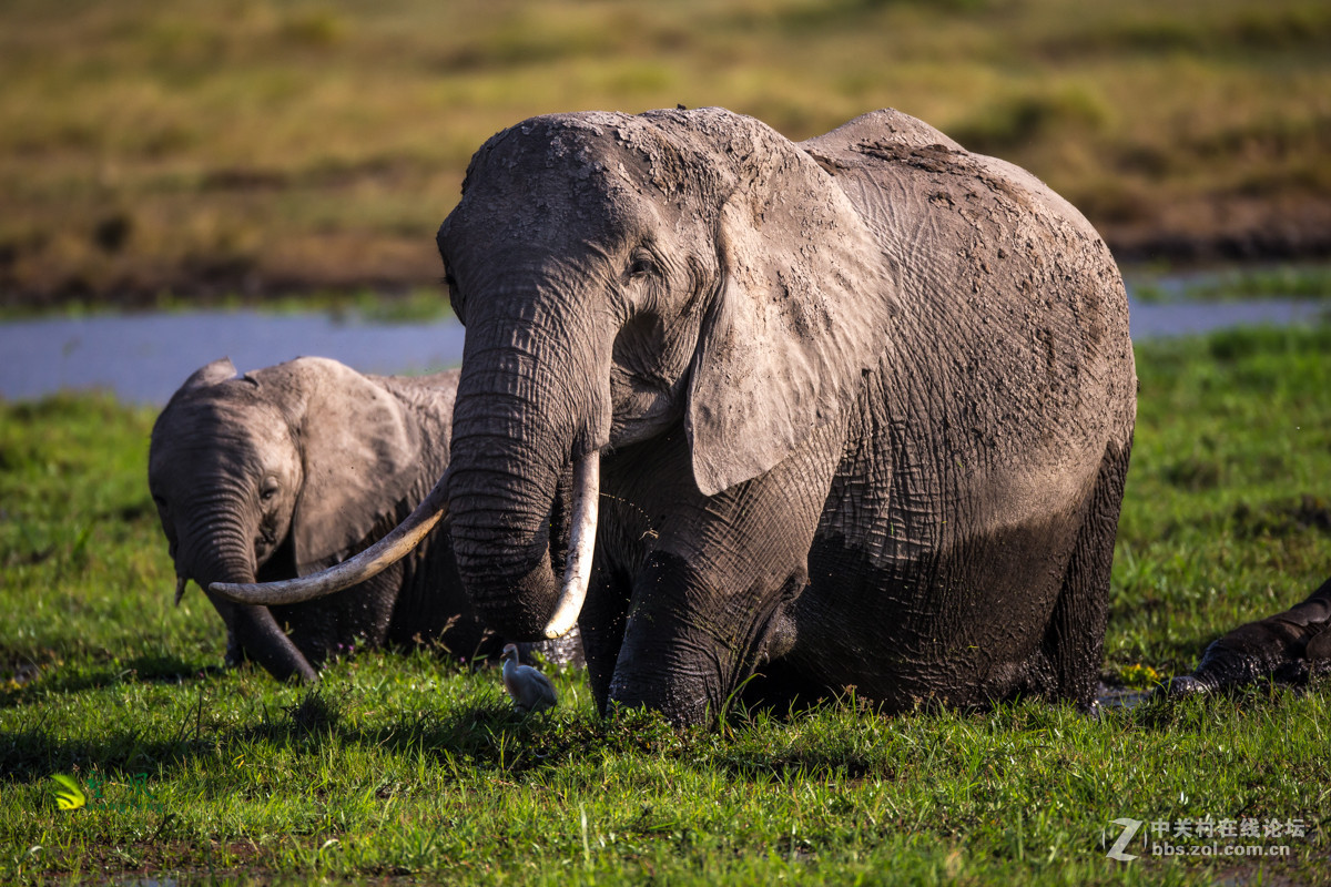 拜年帖-祝星空(中国)老师好友们猴年吉祥