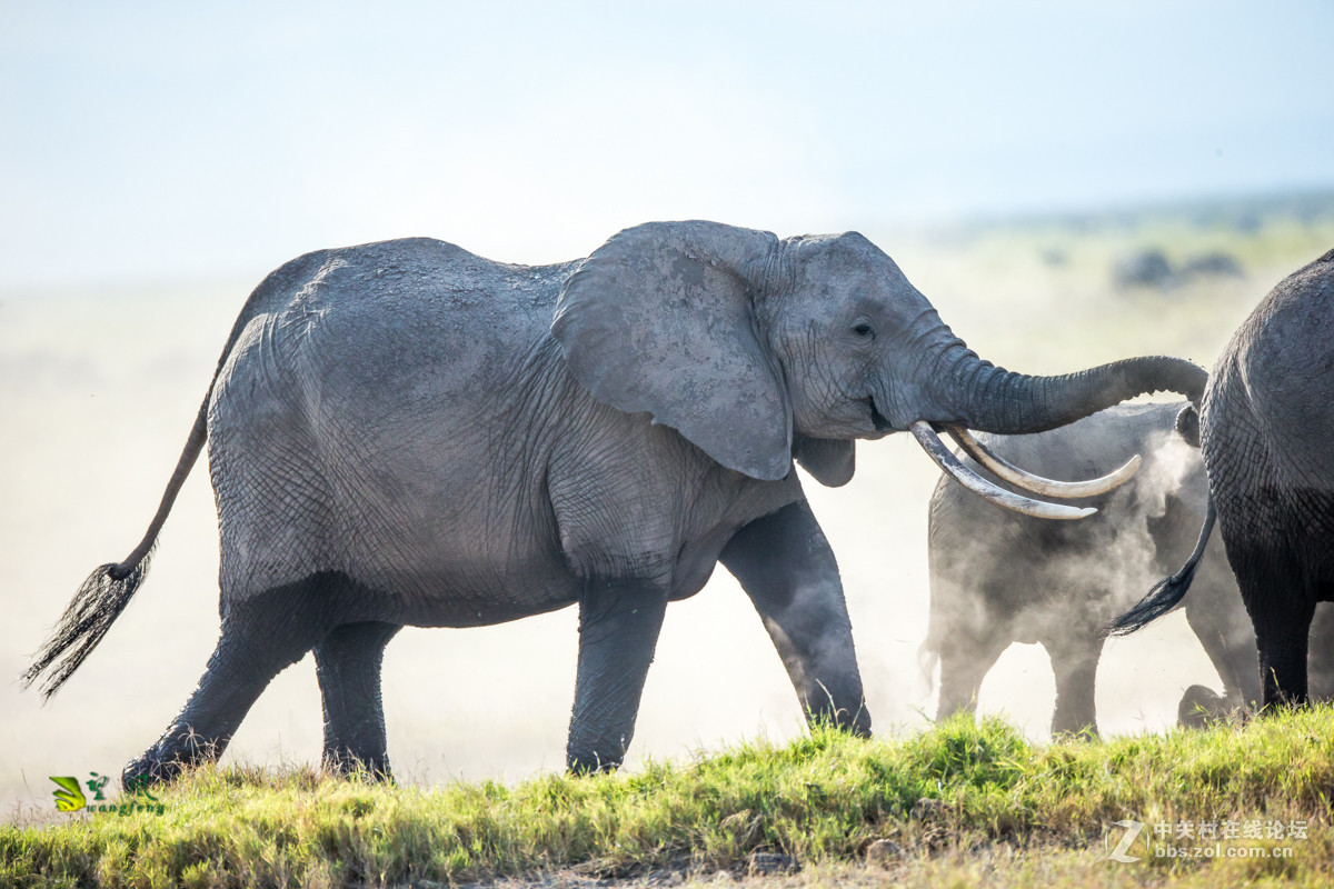 拜年帖-祝星空(中国)老师好友们猴年吉祥
