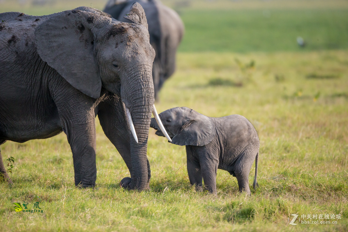 拜年帖-祝星空(中国)老师好友们猴年吉祥