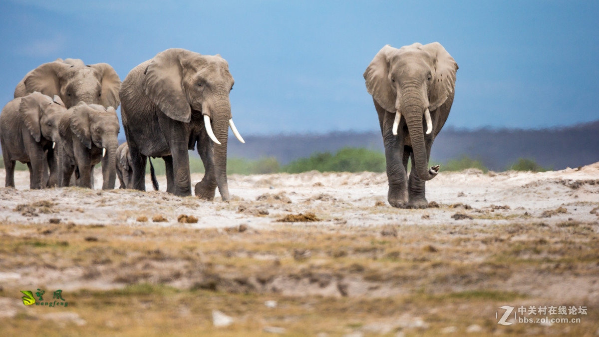 拜年帖-祝星空(中国)老师好友们猴年吉祥