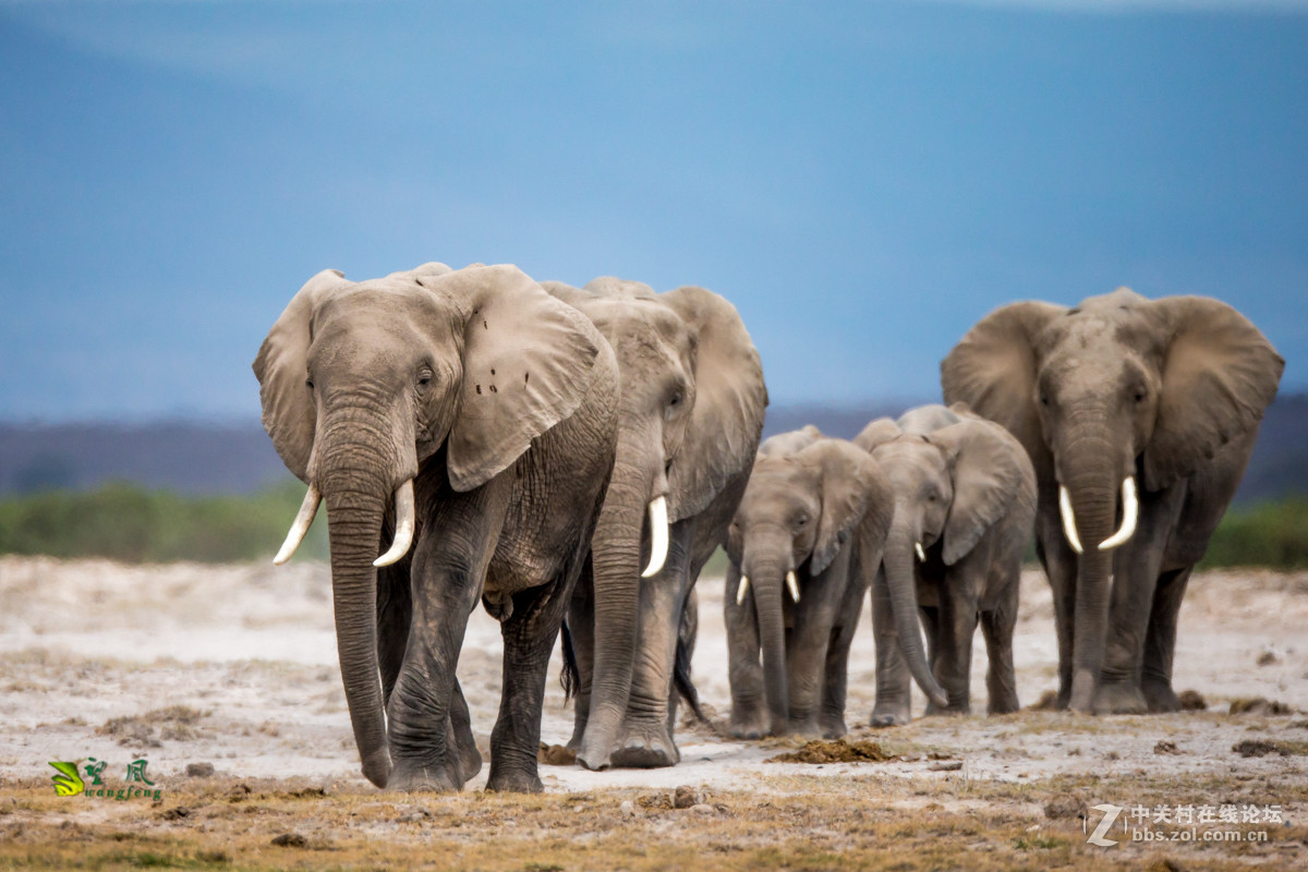 拜年帖-祝星空(中国)老师好友们猴年吉祥