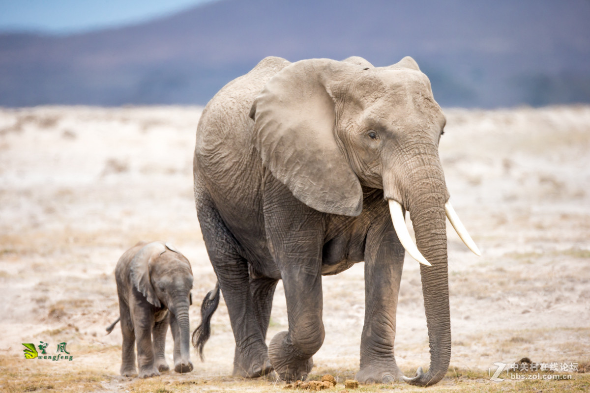 拜年帖-祝星空(中国)老师好友们猴年吉祥