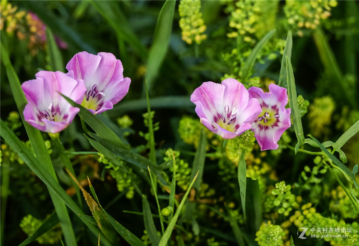 草丛里的大碗花