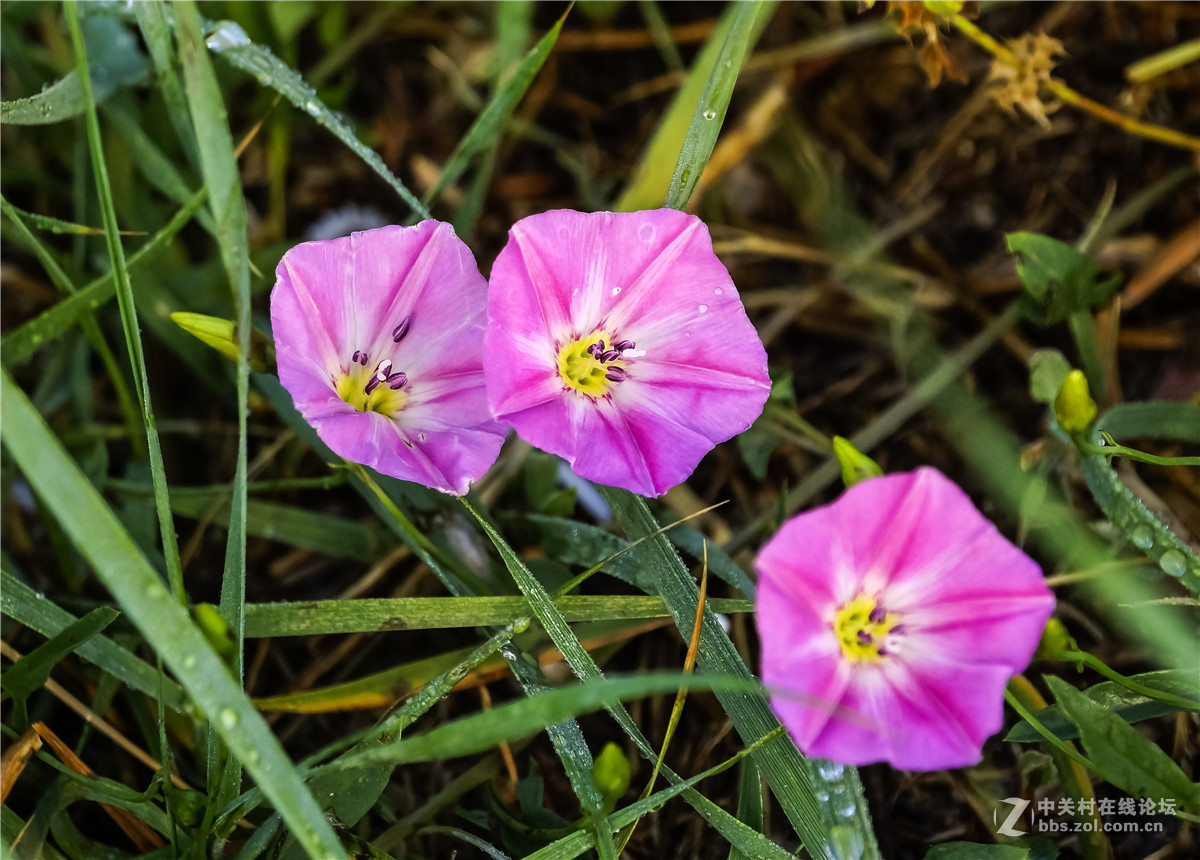 草丛里的大碗花