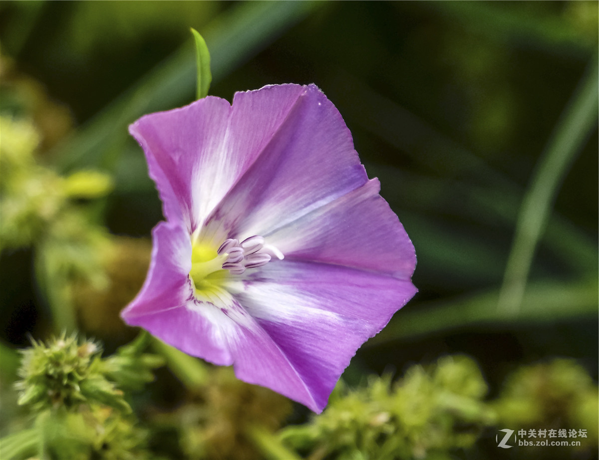 草丛里的大碗花