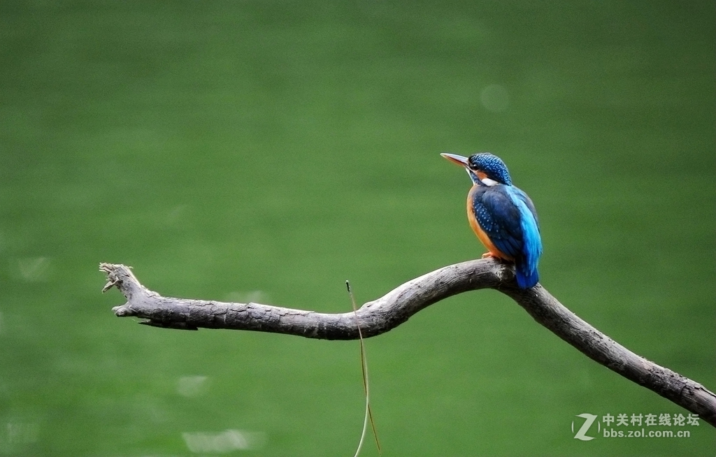 人民公园拍翠鸟