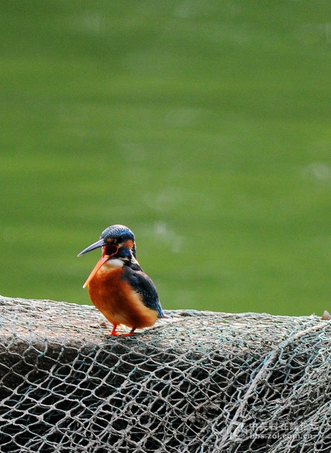 人民公园拍翠鸟