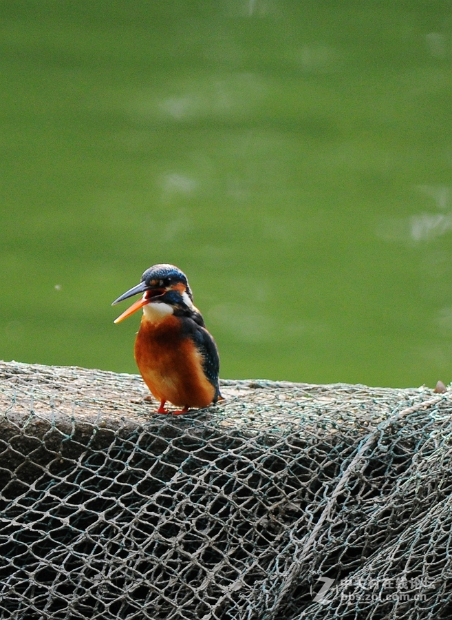 人民公园拍翠鸟