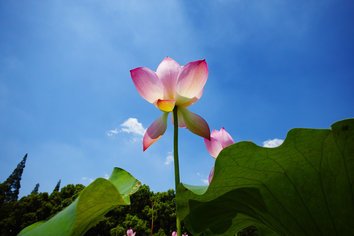 蓝天白云荷花