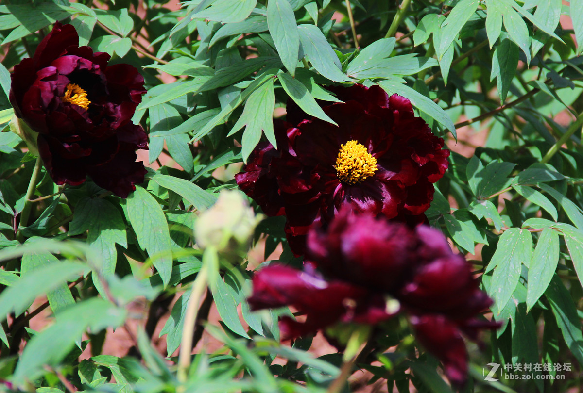 洛阳牡丹甲天下黑牡丹3
