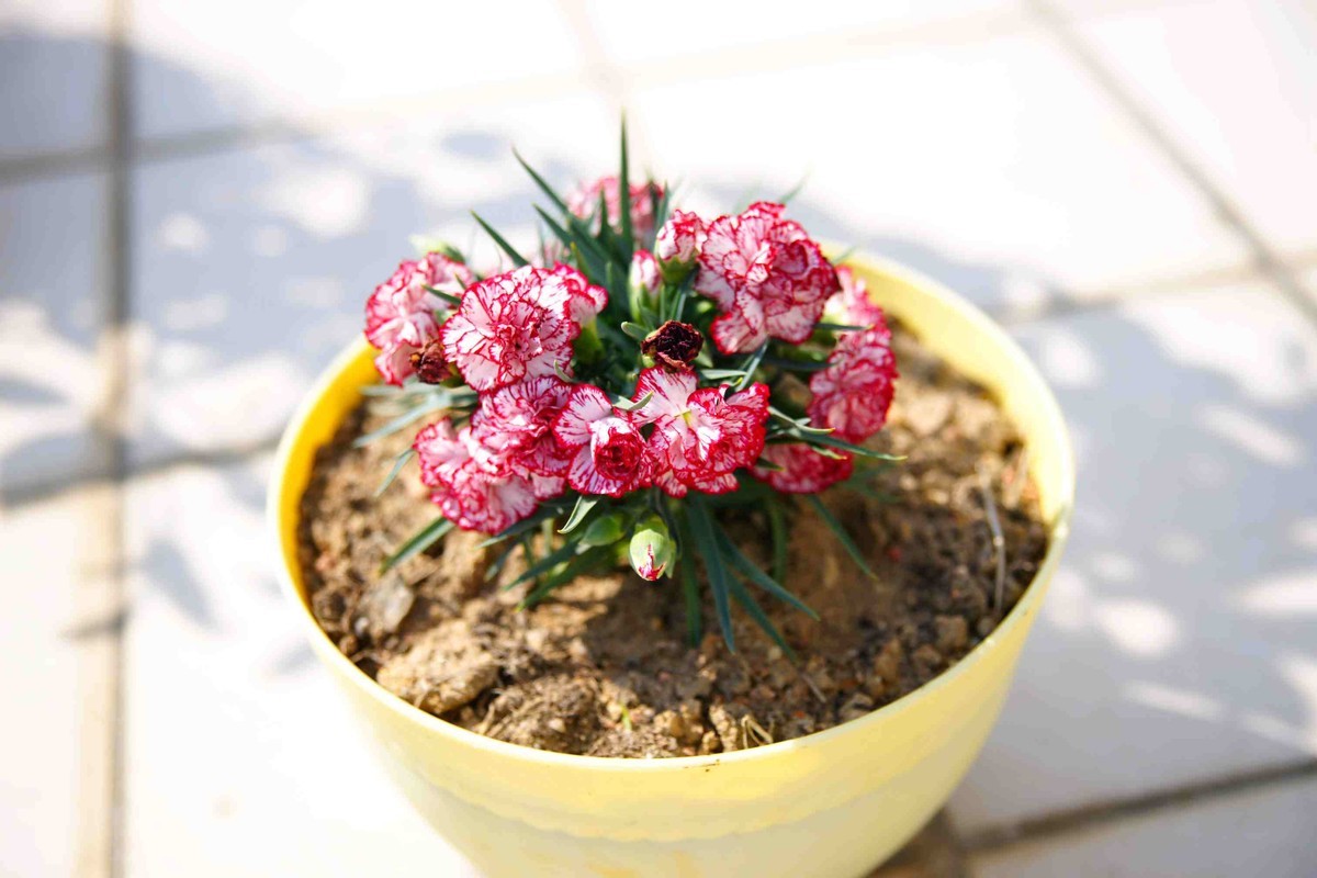 新入适马 24 70 24端堪比定焦